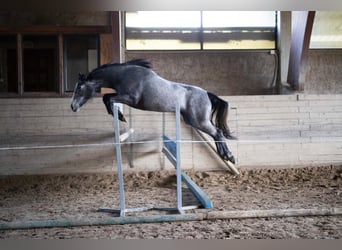 Plus de chevaux à sang chaud, Jument, 4 Ans, 163 cm, Gris