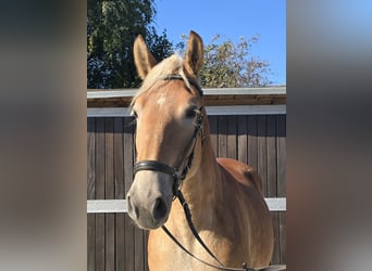 Plus de chevaux à sang chaud Croisé, Jument, 4 Ans, 165 cm, Alezan