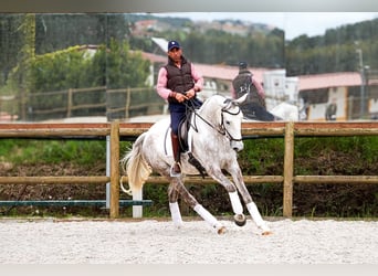 Plus de chevaux à sang chaud Croisé, Jument, 4 Ans, 165 cm, Gris