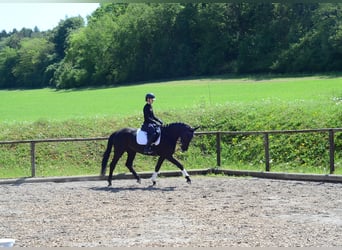 Plus de chevaux à sang chaud, Jument, 4 Ans, 166 cm, Noir