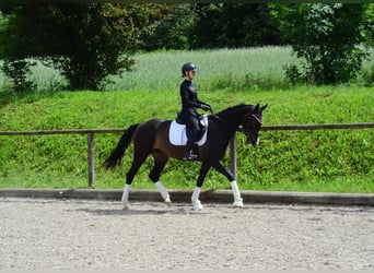 Plus de chevaux à sang chaud, Jument, 4 Ans, 167 cm, Bai brun foncé