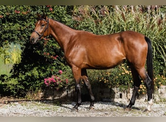 Plus de chevaux à sang chaud, Jument, 4 Ans, 167 cm, Bai cerise