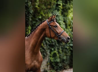 Plus de chevaux à sang chaud, Jument, 4 Ans, 167 cm, Bai cerise