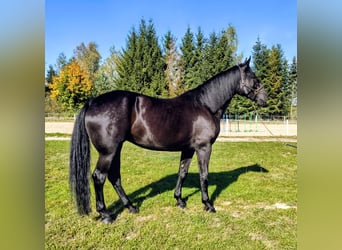 Plus de chevaux à sang chaud, Jument, 4 Ans, 167 cm, Noir