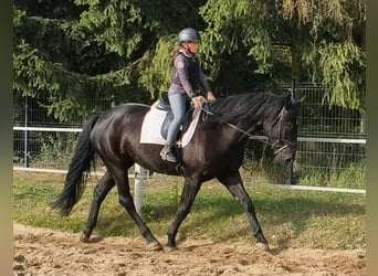 Plus de chevaux à sang chaud, Jument, 4 Ans, 167 cm, Noir