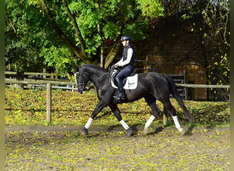 Plus de chevaux à sang chaud, Jument, 4 Ans, 168 cm, Noir