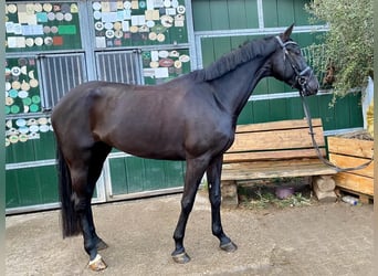 Plus de chevaux à sang chaud, Jument, 4 Ans, 170 cm, Noir