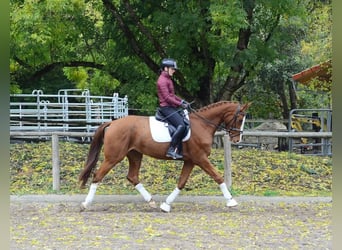 Plus de chevaux à sang chaud, Jument, 4 Ans, 173 cm, Alezan