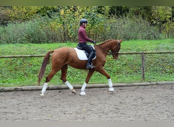 Plus de chevaux à sang chaud, Jument, 4 Ans, 173 cm, Alezan