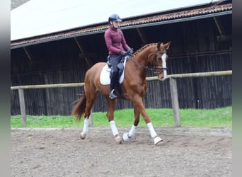 Plus de chevaux à sang chaud, Jument, 4 Ans, 173 cm, Alezan