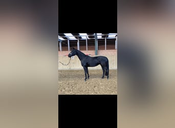 Plus de chevaux à sang chaud, Jument, 4 Ans, 173 cm, Noir