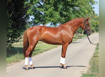 Plus de chevaux à sang chaud, Jument, 5 Ans, 150 cm, Alezan