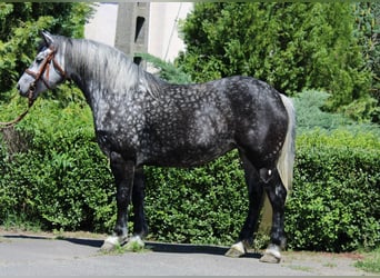 Plus de chevaux à sang chaud, Jument, 5 Ans, 150 cm, Gris pommelé