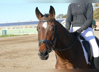 Plus de chevaux à sang chaud, Jument, 5 Ans, 155 cm, Bai