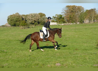 Plus de chevaux à sang chaud, Jument, 5 Ans, 155 cm, Bai