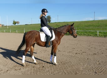 Plus de chevaux à sang chaud, Jument, 5 Ans, 155 cm, Bai