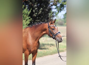 Plus de chevaux à sang chaud, Jument, 5 Ans, 155 cm, Bai