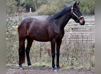 Plus de chevaux à sang chaud, Jument, 5 Ans, 157 cm, Bai brun