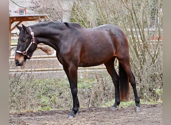Plus de chevaux à sang chaud, Jument, 5 Ans, 157 cm, Bai brun