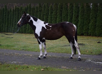Plus de chevaux à sang chaud, Jument, 5 Ans, 159 cm, Pinto