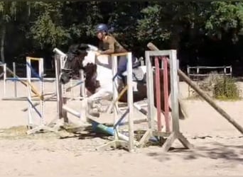 Plus de chevaux à sang chaud, Jument, 5 Ans, 159 cm, Pinto