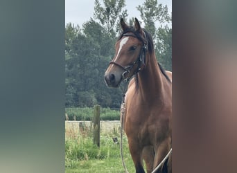 Plus de chevaux à sang chaud, Jument, 5 Ans, 160 cm, Bai