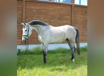 Plus de chevaux à sang chaud, Jument, 5 Ans, 160 cm, Gris pommelé