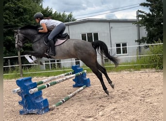 Plus de chevaux à sang chaud, Jument, 5 Ans, 162 cm, Gris