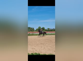 Plus de chevaux à sang chaud, Jument, 5 Ans, 163 cm, Bai