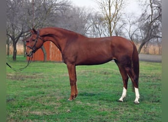 Plus de chevaux à sang chaud, Jument, 5 Ans, 163 cm, Bai