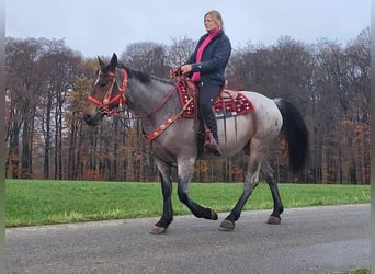 Plus de chevaux à sang chaud, Jument, 5 Ans, 165 cm, Rouan Rouge