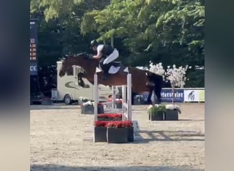 Plus de chevaux à sang chaud, Jument, 5 Ans, 166 cm, Bai