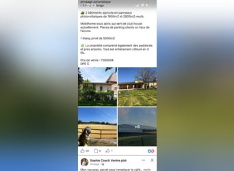 Plus de chevaux à sang chaud, Jument, 5 Ans, 166 cm, Bai