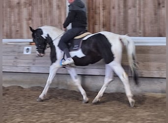 Plus de chevaux à sang chaud, Jument, 5 Ans, 166 cm, Pinto