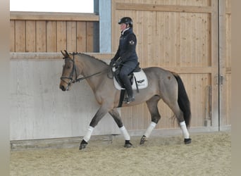 Plus de chevaux à sang chaud, Jument, 5 Ans, 167 cm, Bai