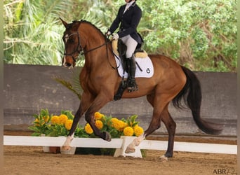 Plus de chevaux à sang chaud, Jument, 5 Ans, 167 cm, Bai