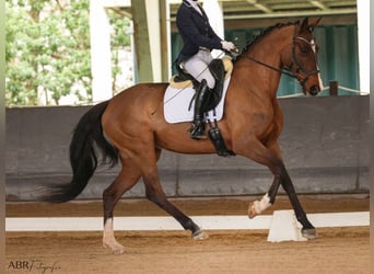 Plus de chevaux à sang chaud, Jument, 5 Ans, 167 cm, Bai