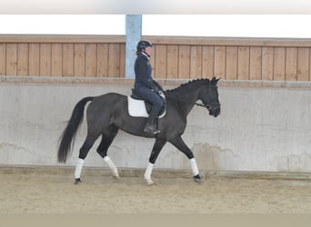 Plus de chevaux à sang chaud, Jument, 5 Ans, 168 cm, Noir