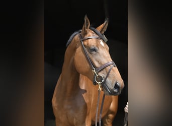 Plus de chevaux à sang chaud, Jument, 5 Ans, 180 cm, Bai