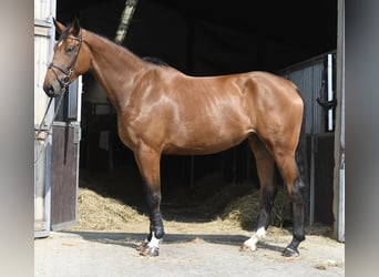 Plus de chevaux à sang chaud, Jument, 5 Ans, 180 cm, Bai