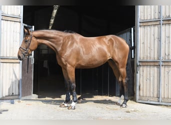 Plus de chevaux à sang chaud, Jument, 5 Ans, 180 cm, Bai