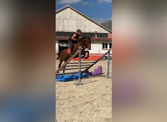 Plus de chevaux à sang chaud, Jument, 5 Ans, Bai
