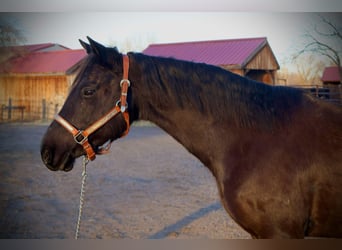 Plus de chevaux à sang chaud, Jument, 6 Ans, 142 cm, Noir