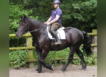 Plus de chevaux à sang chaud, Jument, 6 Ans, 155 cm, Noir