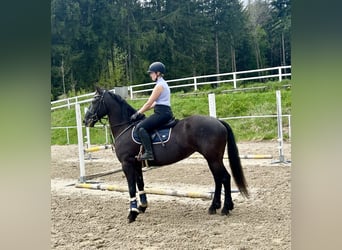 Plus de chevaux à sang chaud, Jument, 6 Ans, 155 cm, Noir