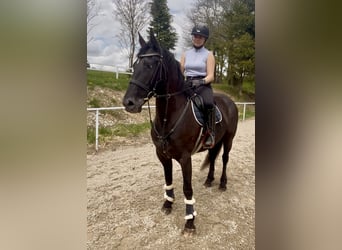 Plus de chevaux à sang chaud, Jument, 6 Ans, 155 cm, Noir