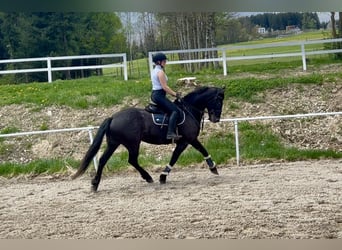 Plus de chevaux à sang chaud, Jument, 6 Ans, 155 cm, Noir