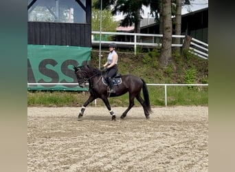 Plus de chevaux à sang chaud, Jument, 6 Ans, 155 cm, Noir