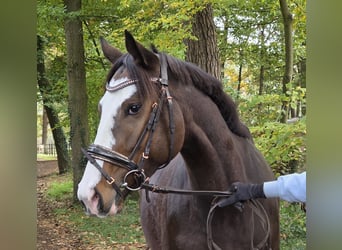 Plus de chevaux à sang chaud, Jument, 6 Ans, 158 cm, Bai brun foncé