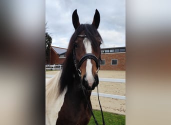 Plus de chevaux à sang chaud, Jument, 6 Ans, 160 cm, Pinto